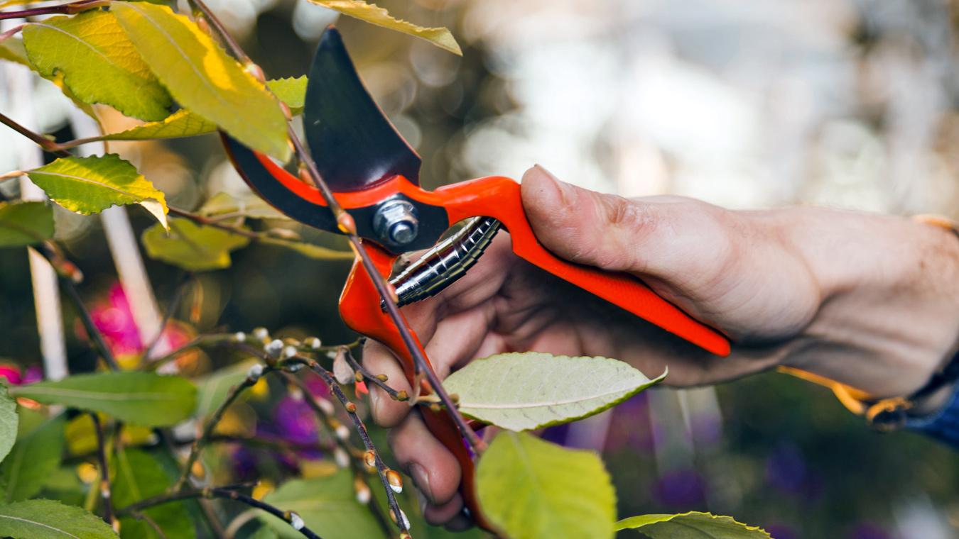 Выбираем секатор для сада