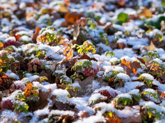 До +1° потеплеет в Воронежской области после лютых морозов