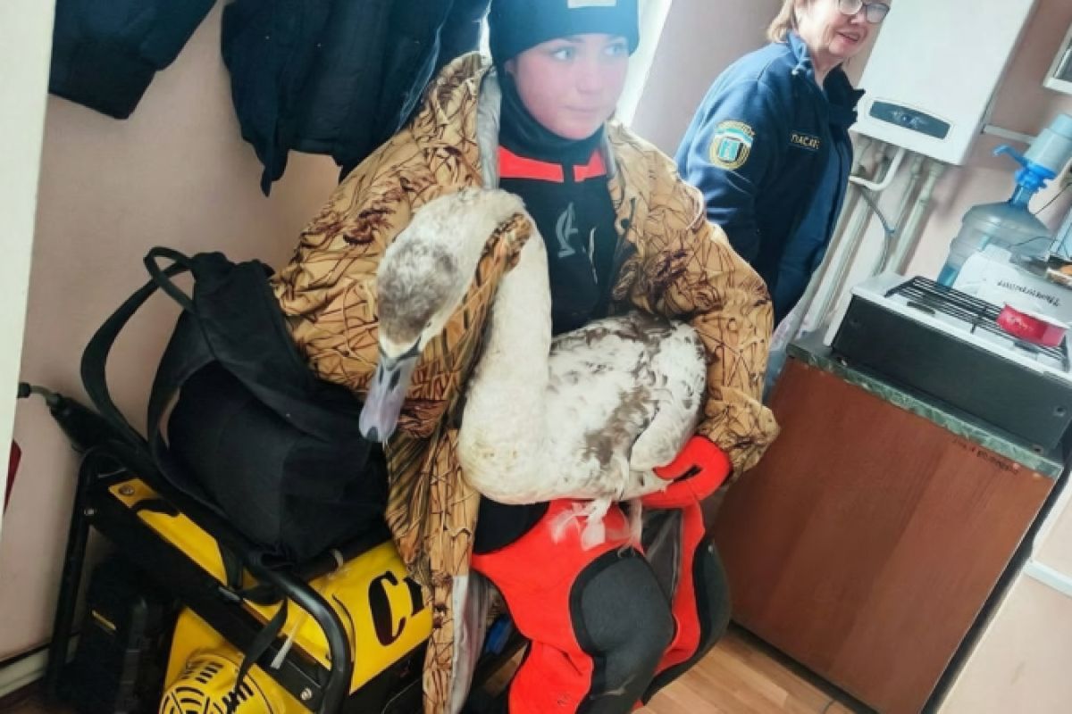 В Белгороде выловили из воды полуживого лебедя