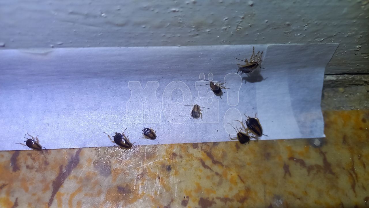 Выяснилась тайна воронежской квартиры, тараканы из которой оккупировали дом