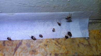 Выяснилась тайна воронежской квартиры, тараканы из которой оккупировали дом