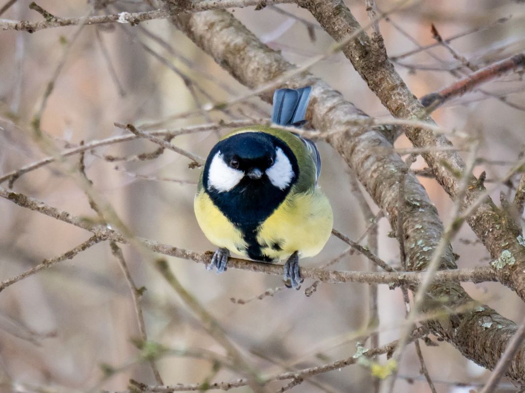 Прогноз погоды в Воронеже на субботу, 7 февраля&nbsp;