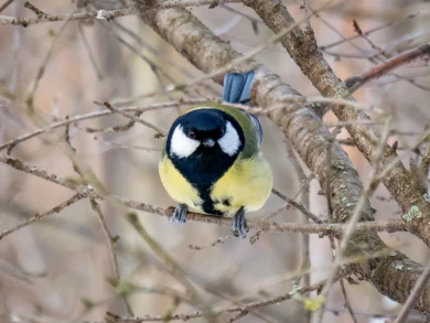 Прогноз погоды в Воронеже на субботу, 7 февраля 