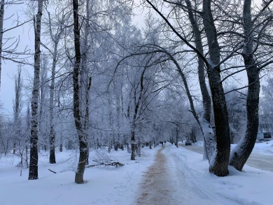 Морозы до -16° вернутся после потепления в Воронеж