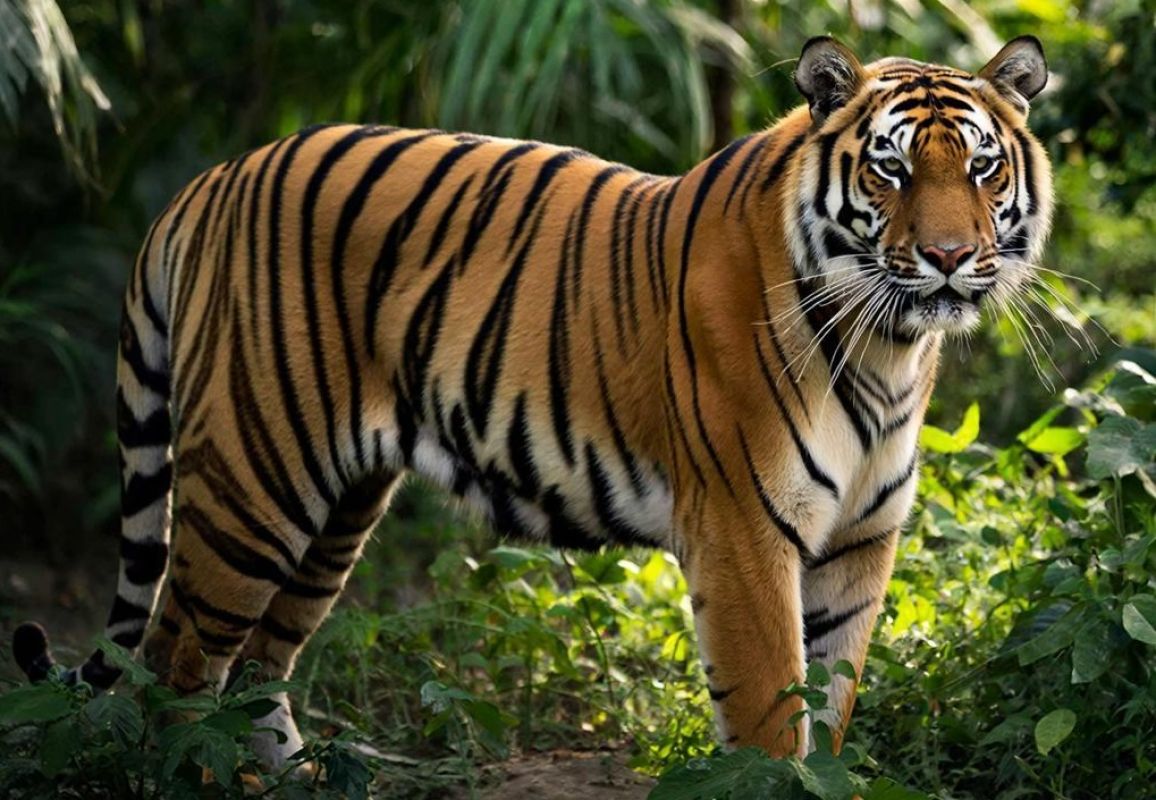 Главное за&nbsp;ночь. Гастроли в&nbsp;Казахстане отменили воронежскому актёру и&nbsp;тигр, откусивший пенис фермеру