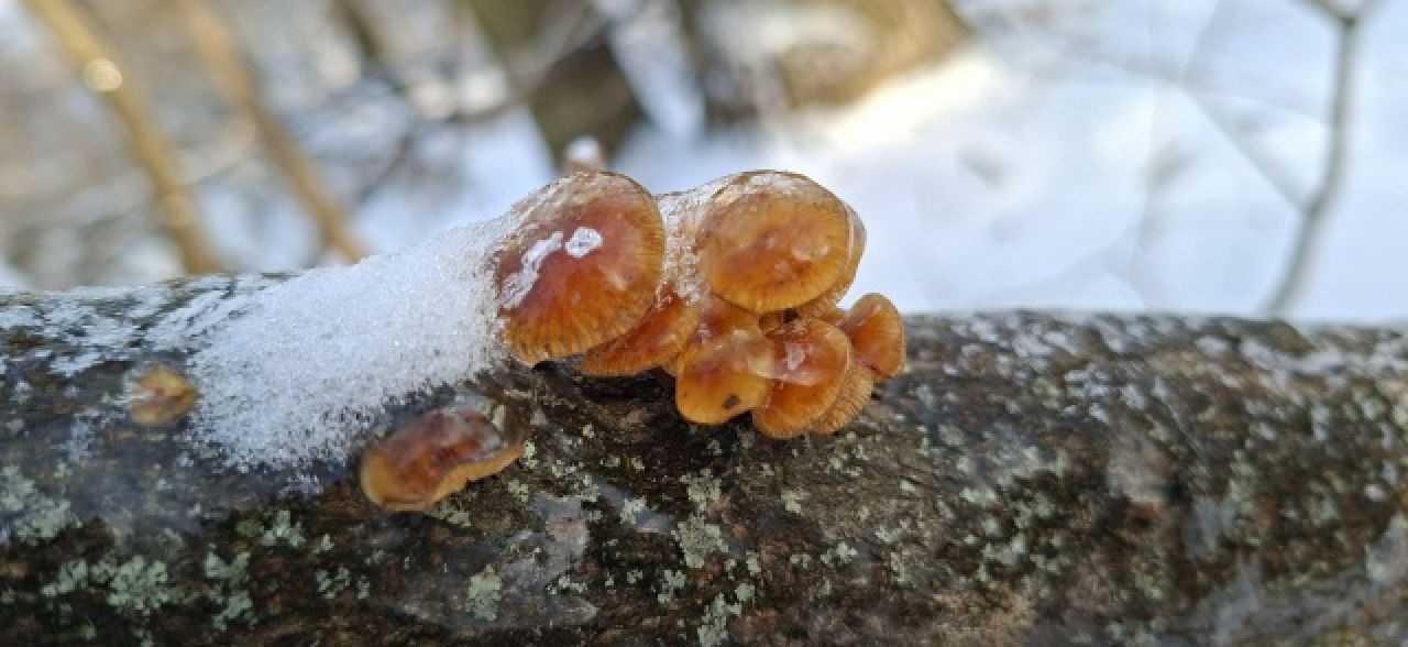 Грибы заметили воронежцы в зимнем лесу&nbsp;