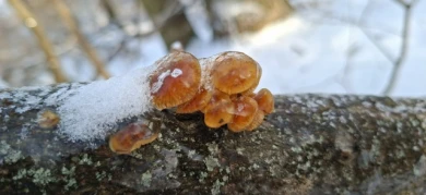 Грибы заметили воронежцы в зимнем лесу 