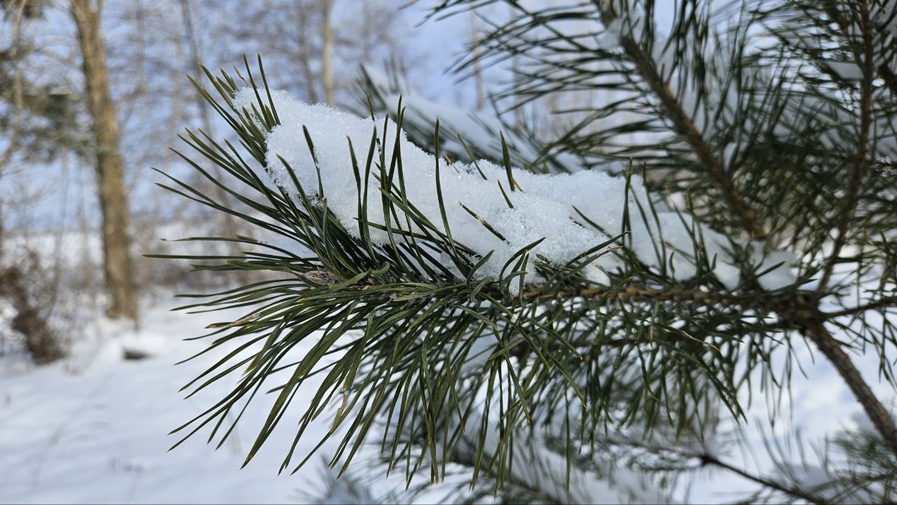 Прогноз погоды в Воронеже на пятницу, 13 февраля