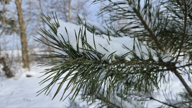 Прогноз погоды в Воронеже на пятницу, 13 февраля