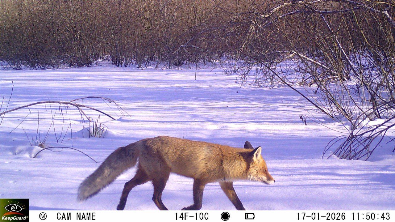 Возросшую активность лис в&nbsp;регионе объяснили специалисты