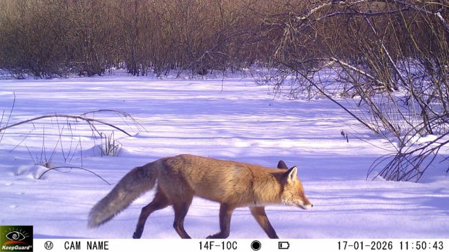 Возросшую активность лис в регионе объяснили специалисты