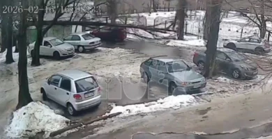 Прокуратура разберётся, почему дерево рухнуло на воронежанку у лицея 