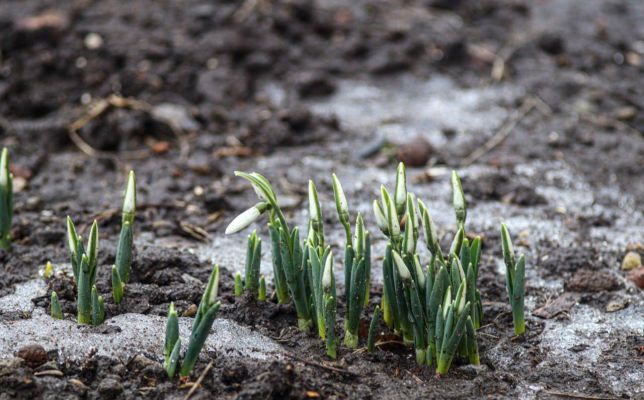 Обманутая весна: в Белгородской области раньше срока расцвели подснежники 