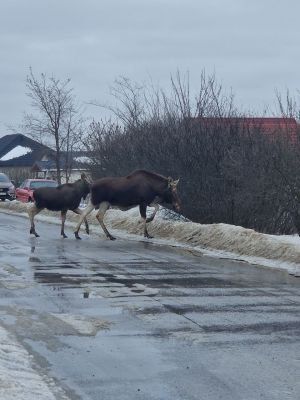 В Белгороде лоси вышли к людям и прыгают на машины