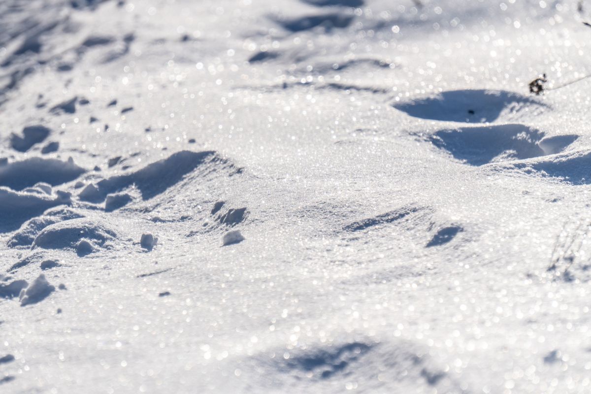 Снегопад накрыл Воронеж: когда он закончится?