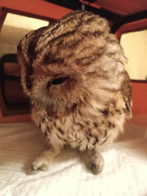 Сову в тяжёлом состоянии спасли воронежские волонтёры 