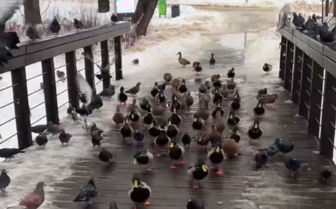 Пернатая армия атаковала воронежанку (ВИДЕО)