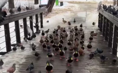 Пернатая армия атаковала воронежанку (ВИДЕО)
