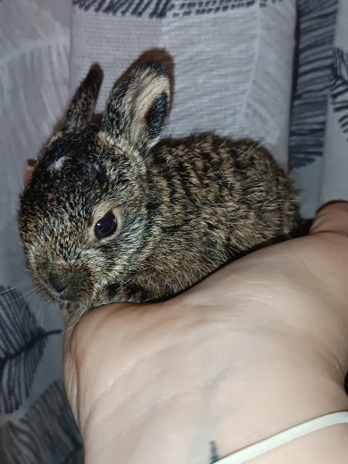 Новорождённого зайчонка нашли замерзающим под Воронежем