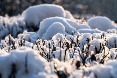 Ждать ли морозов? Какая погода будет в Воронеже на праздничных выходных  