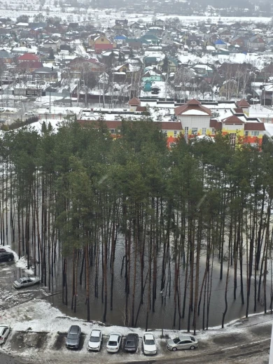 Стихийный каток посреди сосен появился в Воронеже
