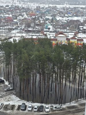 Стихийный каток посреди сосен появился в Воронеже