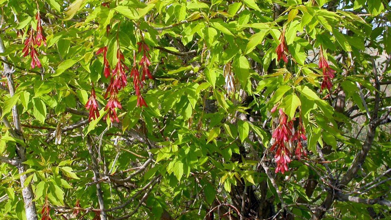 Там, где клён шумит…