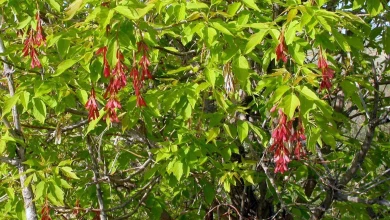 За какие «незаконные» растения воронежские дачники могут получить штрафы