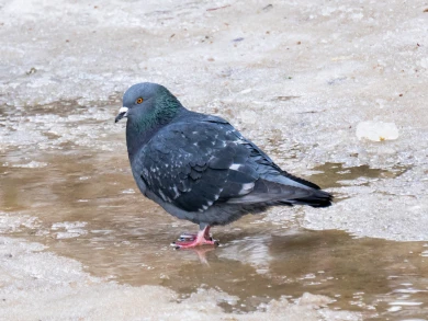Прогноз погоды в Воронеже на воскресенье, 22 февраля