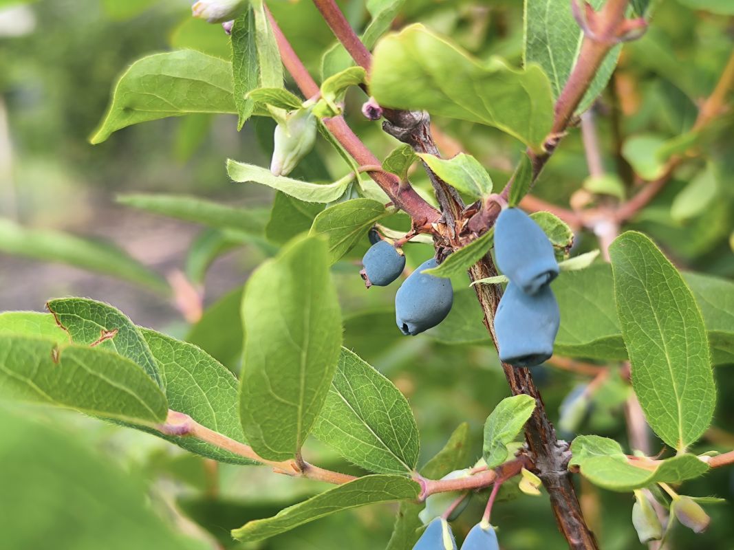 Как защитить сад от грызунов и сохранить урожай: срочные меры для дачников в эти выходные