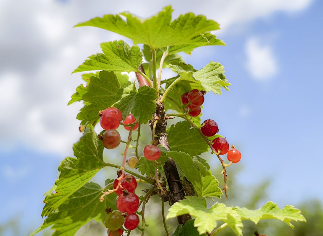 Как защитить сад от грызунов и сохранить урожай: срочные меры для дачников в эти выходные