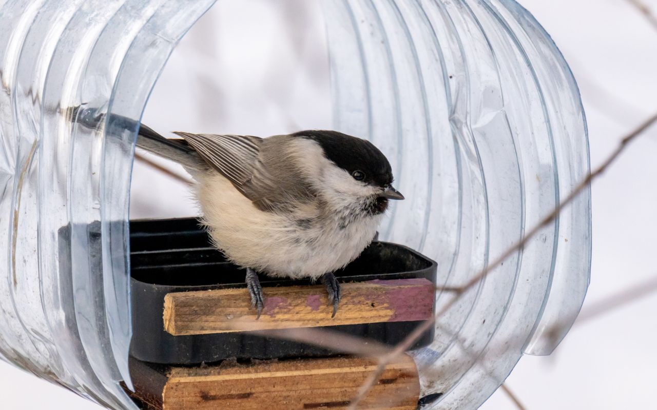 Прогноз погоды в Воронеже на понедельник, 23 февраля