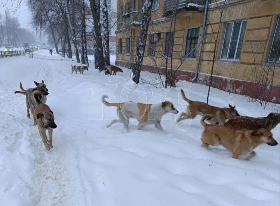 «Страшно за детей». Огромная стая собак не даёт покоя воронежцам