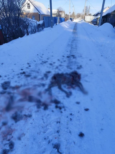 Бродячие собаки зверски растерзали косулю под Воронежем