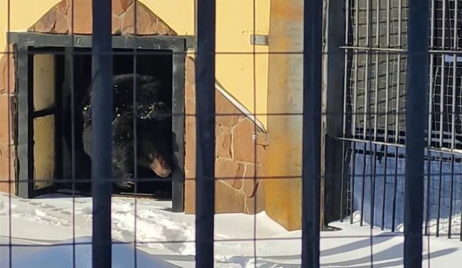 Гималайская медведица вышла из зимнего полудрёма в воронежском зоопарке