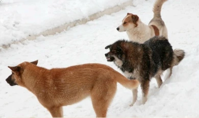 Бастрыкин потребовал наказать виновных в нападении собак на белгородскую девочку
