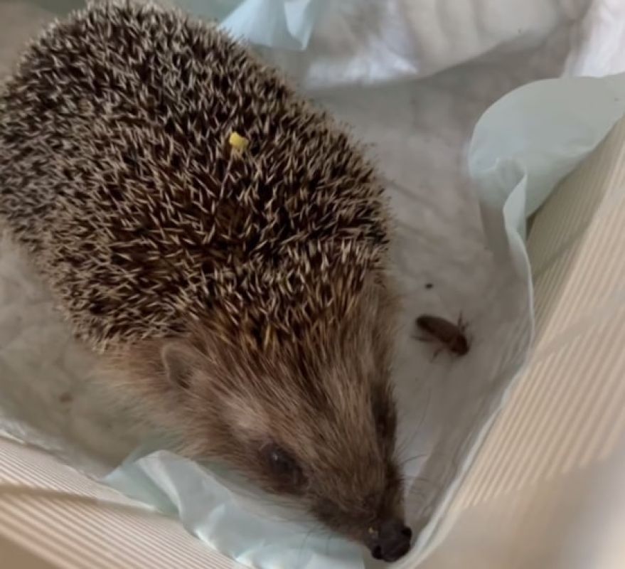 Ежа, бредущего по&nbsp;морозу в&nbsp;никуда, спасли воронежские волонтёры