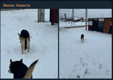 Неизвестный выстрелил в собаку из арбалета, сообщили воронежцы