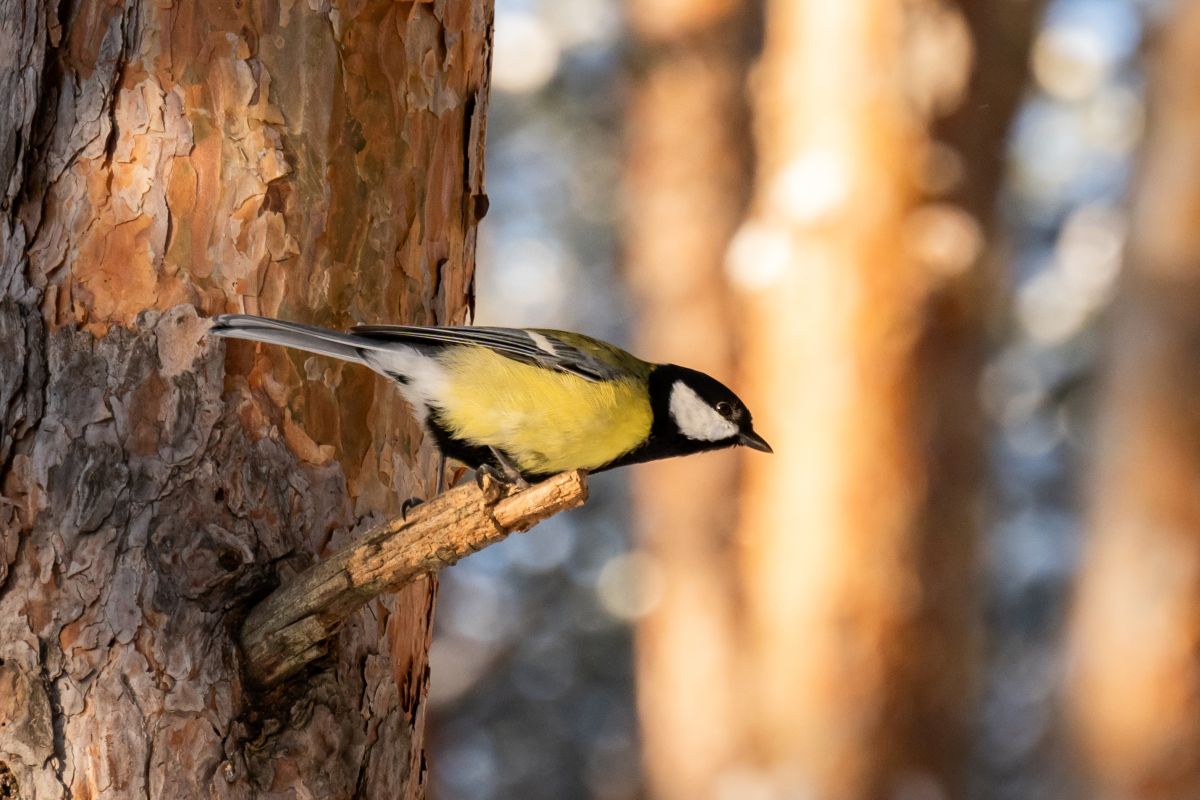 Прогноз погоды в Воронеже на четверг, 26 февраля