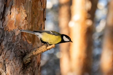 Прогноз погоды в Воронеже на четверг, 26 февраля