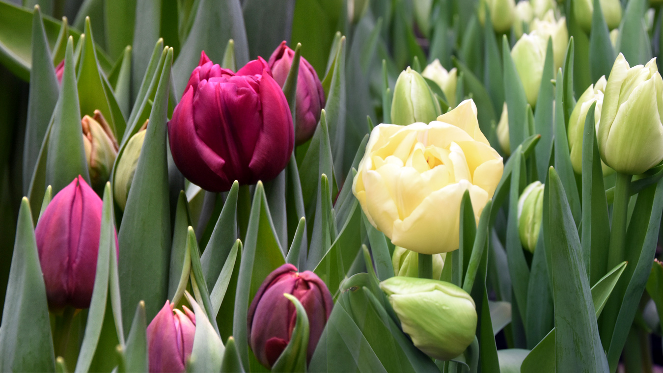 Вестники предстоящей весны