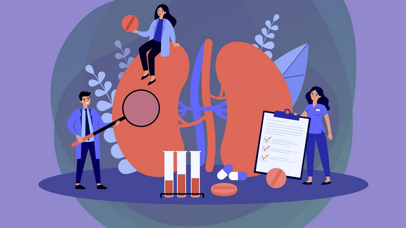 Почки: незаметные труженики