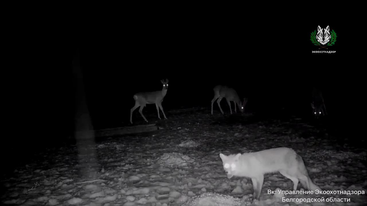 В белгородских лесах хищники и&nbsp;травоядные сбиваются в&nbsp;стаи ради корма