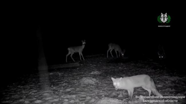 В белгородских лесах хищники и травоядные сбиваются в стаи ради корма
