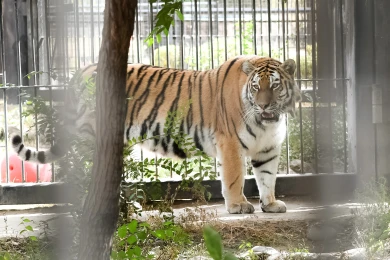 Воронежский зоопарк поможет восстановить популяцию тигров в Ленинградском зверин...