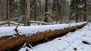 Дерево рухнуло на воронежца во время работы