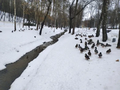 Воронежцев просят не вмешиваться в жизнь уток