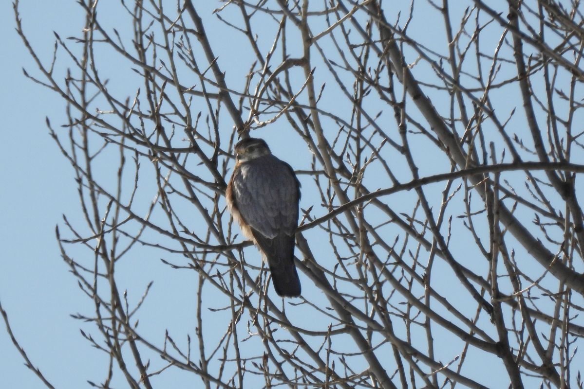 Редкий вид птиц прилетел на&nbsp;зимовку в&nbsp;Воронежскую область