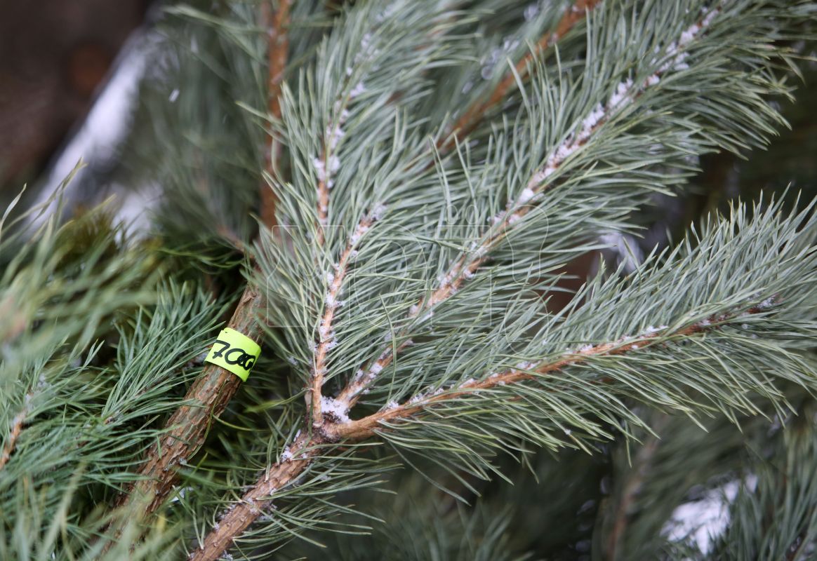 Как покупка новогодней ёлки обернулась для&nbsp;воронежца операцией