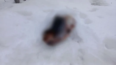 Жуткую находку на кладбище сделал воронежец (ВИДЕО)